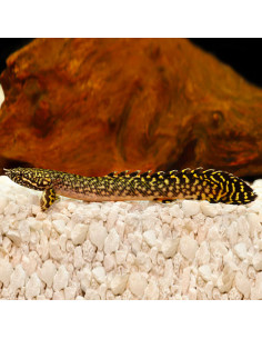 POLYPTERUS ORNATIPINNIS