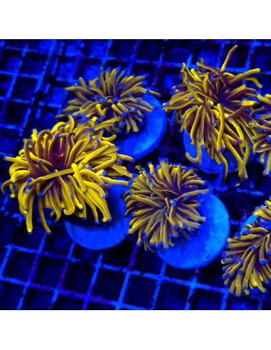 EUPHYLLIA GLABRESCENS 24k TORCH
