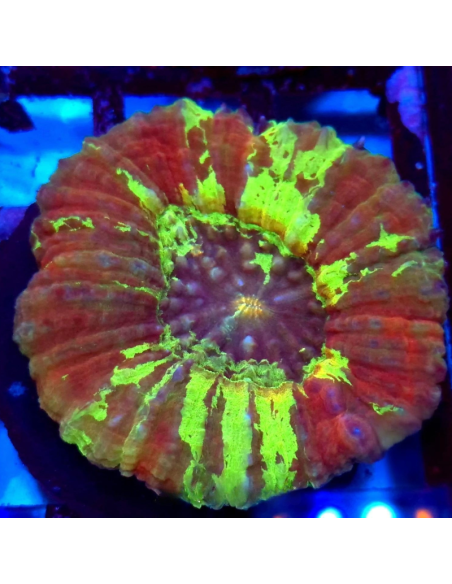 Lobophyllia spp