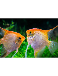 PTEROPHYLLUM SCALARE GOLD XL