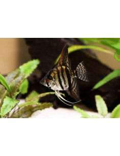 PTEROPHYLLUM SCALARE SMOKE