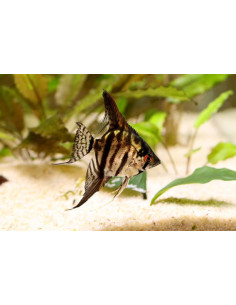 PTEROPHYLLUM SCALARE SMOKE