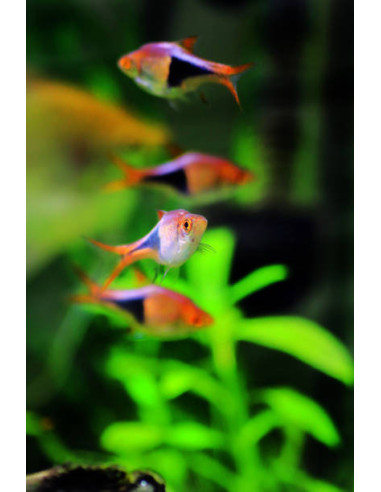 RASBORA HETEROPMORPHA