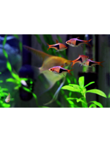 RASBORA HETEROPMORPHA