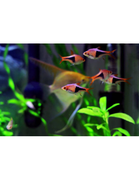 RASBORA HETEROPMORPHA