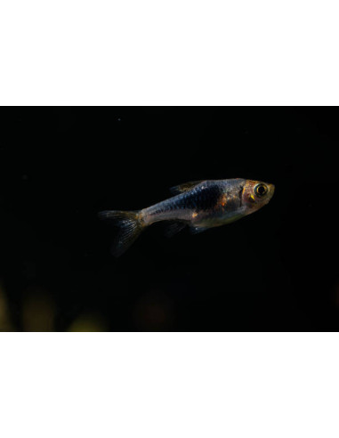 RASBORA HETEROPMORPHA bleu