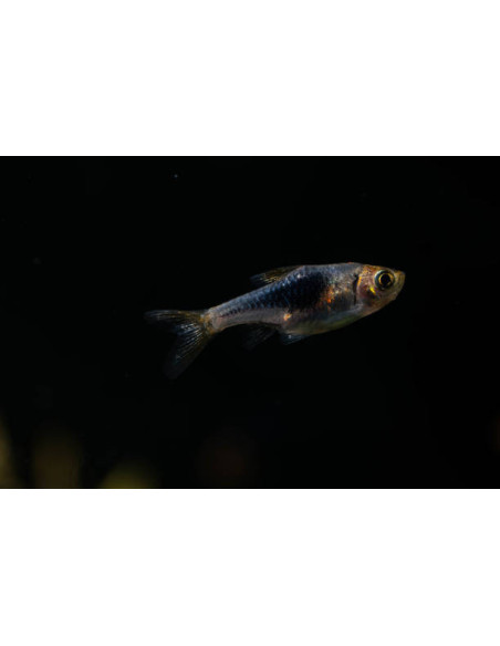 RASBORA HETEROPMORPHA bleu