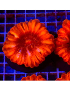 Cynarina lacrymalis