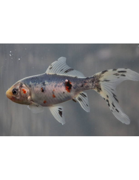 CARASSIUS AURATUS SHUBUNKIN
