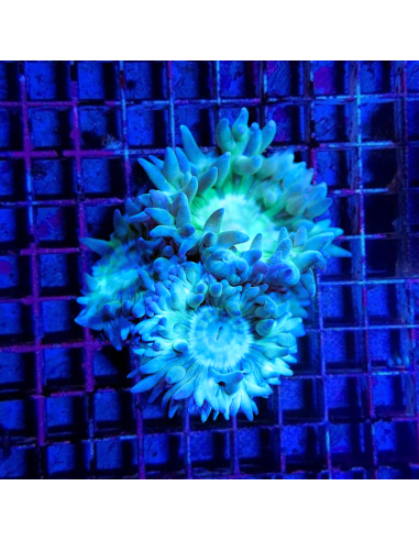 Duncanopsammia axifuga (frag) (2 plps.)