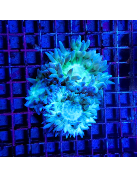 Duncanopsammia axifuga (frag) (2 plps.)