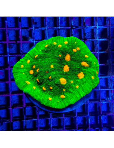 copia de Pectinia Space Invader