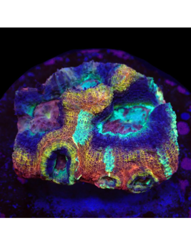 Acanthastrea bowerbanki (Holy Grail)