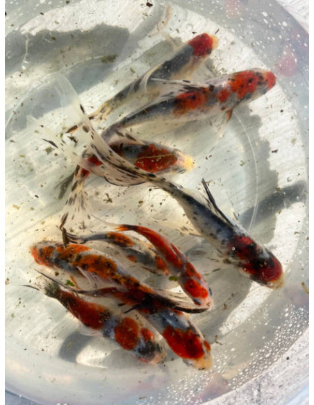 CARASSIUS AURATUS SHUBUNKIN