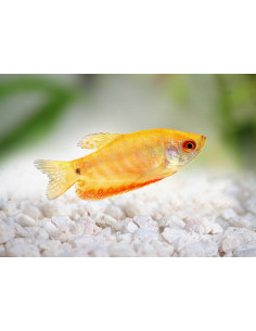 TRICHOGASTER TRICHOPTERUS GOLD