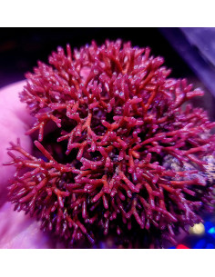 Algue Amphiroa sp (portion de 20 grammes)