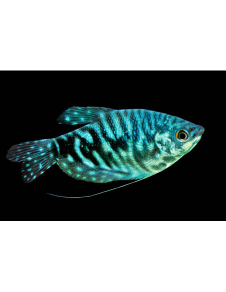 TRICHOGASTER TRICHOPTERUS SUMATRANUS