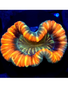 Trachyphyllia geoffroyi