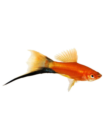 XIPHOPHORUS HELLERI MIX