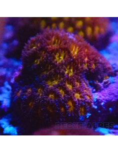 Leptastrea spp Ultra Tiny Gold