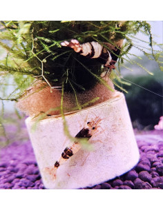 CARIDINA CRYSTAL BLACK