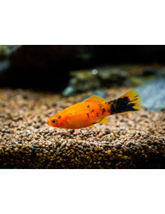 XIPHOPHORUS HELLERI MIX