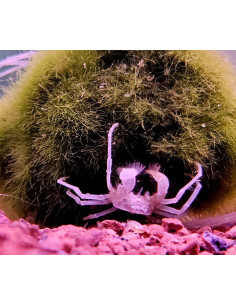 copy of copy of NEOCARIDINA DAVIDI ELECTRIC BLUE