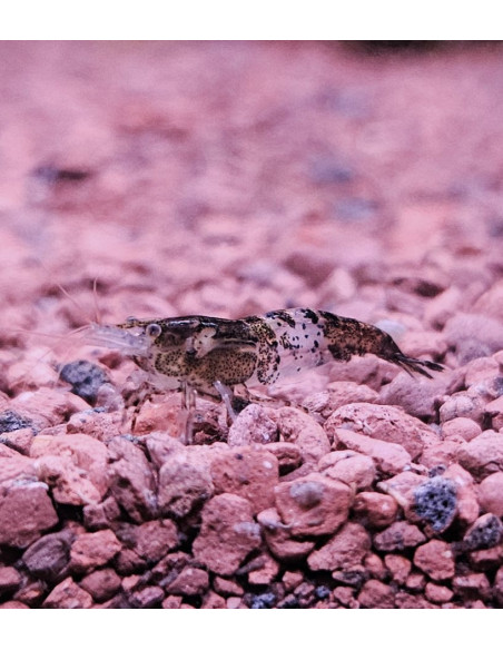 copia de Caridina Black Choco