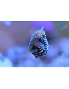 euplica versicolor