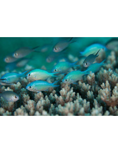 CHROMIS VIRIDIS