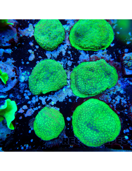 Pavona maldivensis Green