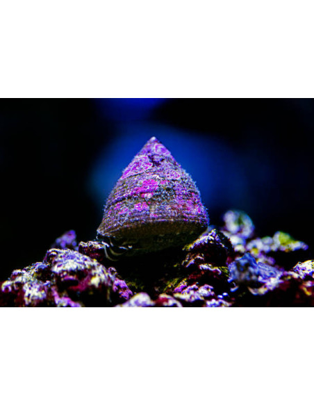 TROCHUS HISTRIO