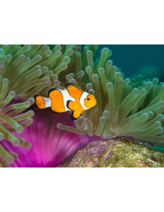 AMPHIPRION OCELLARIS