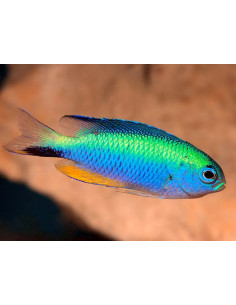POMACENTRUS ALLENI