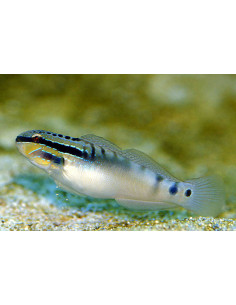 AMBLYGOBIUS STETHOPHTHALMUS