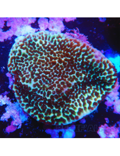 MONTIPORA UNDATA