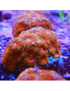 MICROMUSSA AMAKUSENSIS RED GOLD