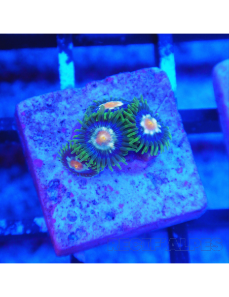 Zoanthus Stargazer