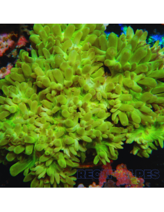 Duncanopsammia axifuga (frag) (2 plps.)