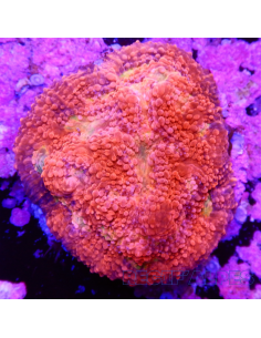 Echinophyllia Barbie Girl