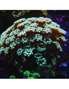 ALVEOPORA