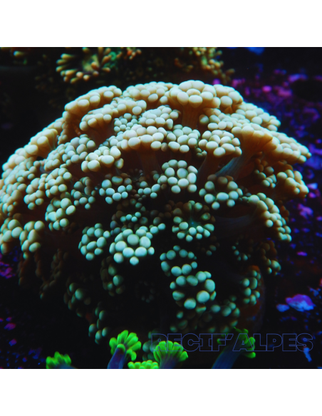 ALVEOPORA