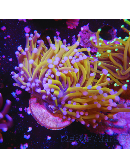 EUPHYLLIA GLABRESCENS 24k TORCH