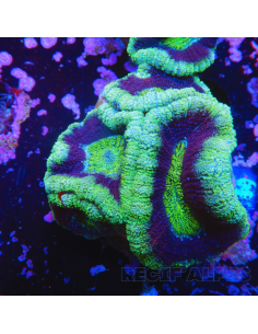 Micromussa lordhowensis (ex Acanthastrea)
