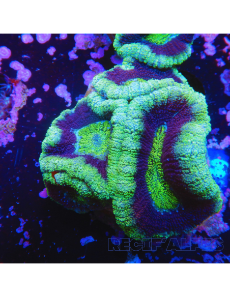 Micromussa lordhowensis (ex Acanthastrea)