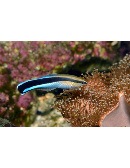 LABROIDES DIMIDIATUS