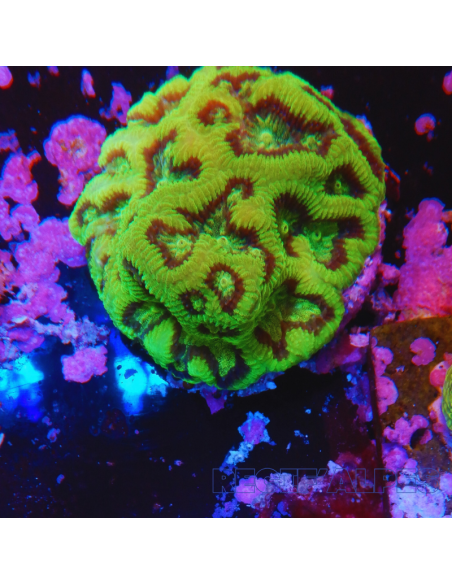 Goniastrea Green Ultra 16