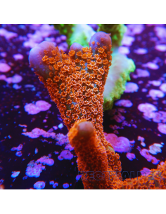 Montipora Digitata orange