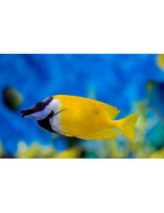 SIGANUS VULPINUS