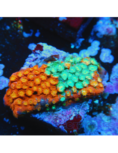Cyphastrea Fender Bender Grafted